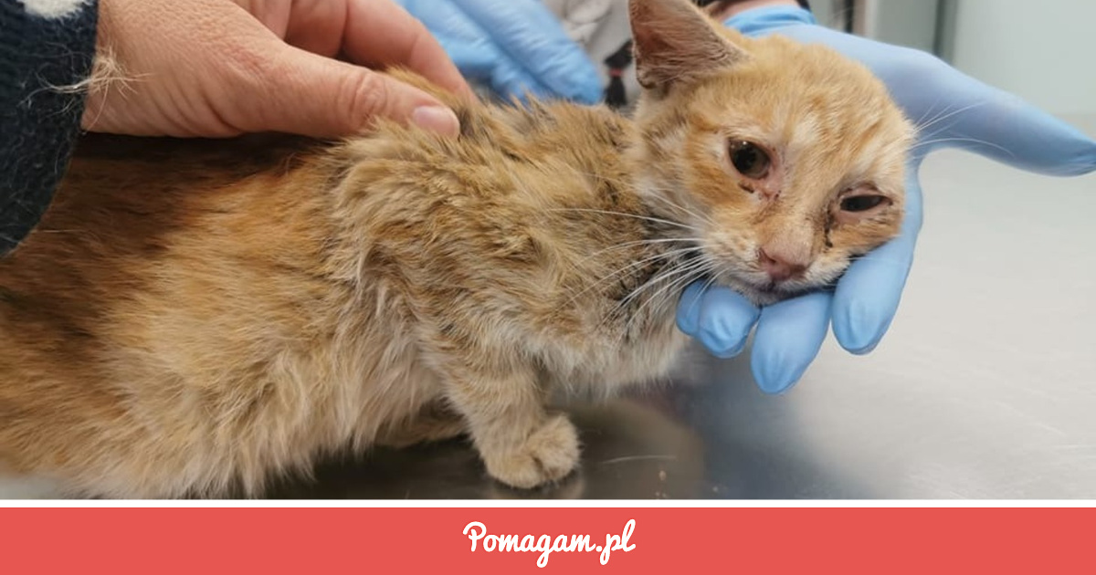 Zrzutka na Dla Bezdomnych Kociaków / POMOC - Patryk Krzyżewski | Pomagam.pl